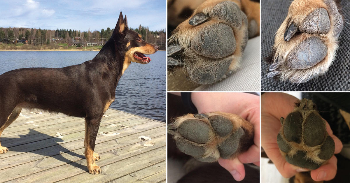 dog has dry paws