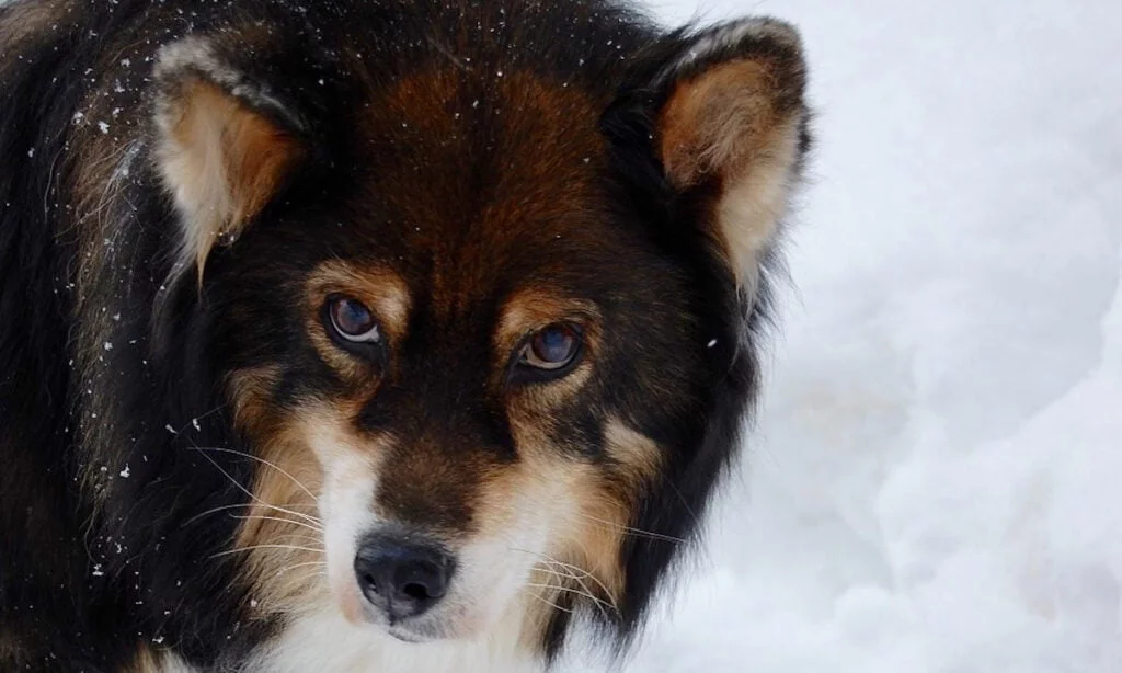 Nutrolin_Finnish_lapphund_18yrs