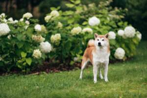 Shiba Inu, model of Nutrolin®