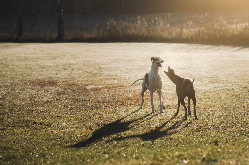 greyhounds benefit from nutrolin dog products