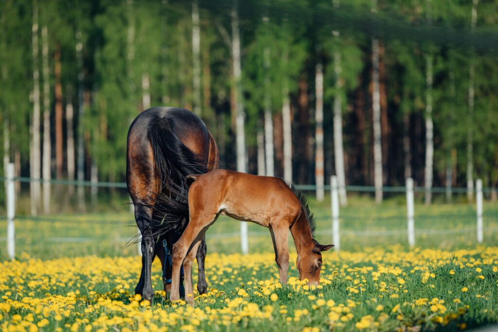 Nutrolin® HORSE Sport is an excellent supplement for mares during the final trimester of pregnancy.