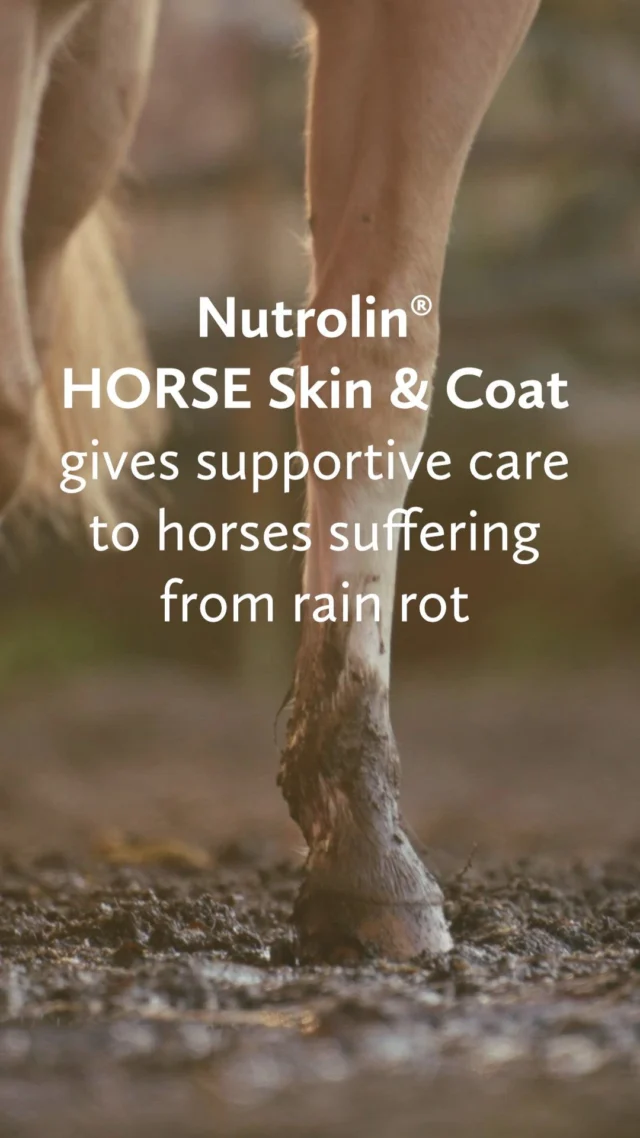 Are your horse’s feet filled with crusty scabs that expose smooth, bare skin when picked off? If yes, your four-legged friend suffers from rain rot, ​​also called rain scald or dermatophilosis. ⁠Nutrolin® HORSE Skin & Coat nutritional oil gives supportive care to horses suffering from rain rot. Skin & Coat strengthens the skin’s natural protective layer, making the skin resistant to external stresses. It also reduces the risk of repeated skin inflammations and helps produce a shinier coat. ✨⁠ ⁠ ⁠
⁠
#Nutrolinlife #Nutrolin #equestrian #horse #Nutrolinhorse #rainrot #kurarupi #Regnskållor