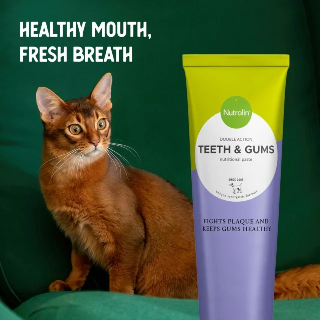 New, innovative and unique Nutrolin® TEETH & GUMS dual-action nutritional paste for oral health is suitable for cats, too!Omega-3 fatty acids protect the gums. Seaweed (Ascophyllum nodosum) for plaque and tartar control.#Nutrolinlife #Nutrolin #Nutrolincats #oralhealth #kissanterveys #kissa #somalikissa #somalicat #catlovers #katt