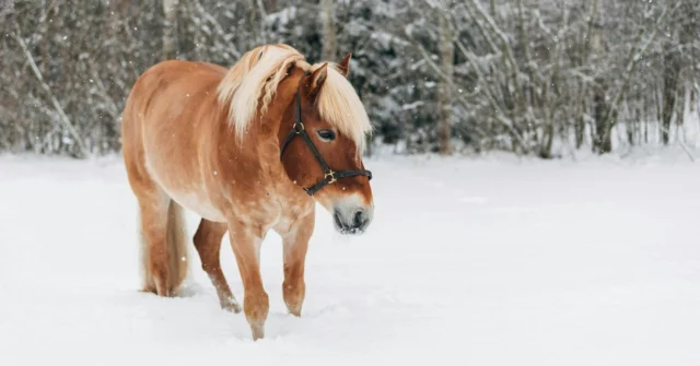 Has your horse experienced issues with its skin or coat during the winter months? This is not uncommon, as the skin and coat are heavily exposed to the elements during this time of year. Problems such as itching, dull fur, or abrasions caused by blankets, bridles, or saddles are all too familiar.💚 Give your horse's skin and coat the extra care they deserve with Nutrolin® HORSE Skin & Coat – a unique nutritional oil designed to provide essential nourishment!#Nutrolinlife #Nutrolin #Nutrolinhorses #suomenhevonen #häst #Equestrianlife #Horse